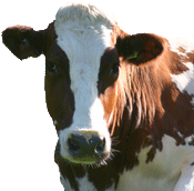 cow